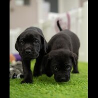 Cane Corso - Both