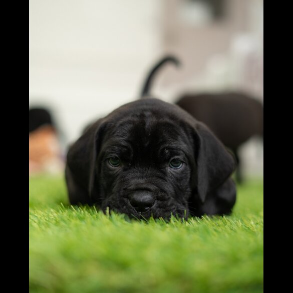 Cane Corso - Both