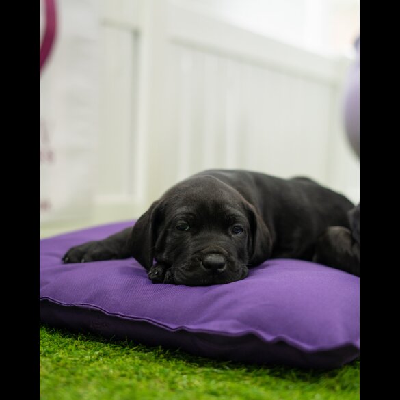 Cane Corso - Both