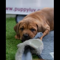 Cane Corso - Both