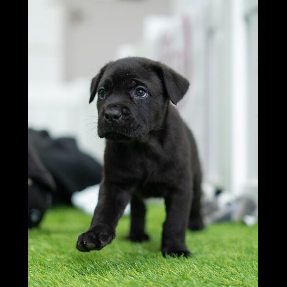 Cane Corso - Both