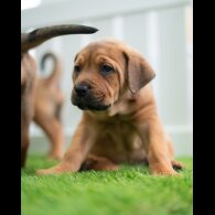 Cane Corso - Both