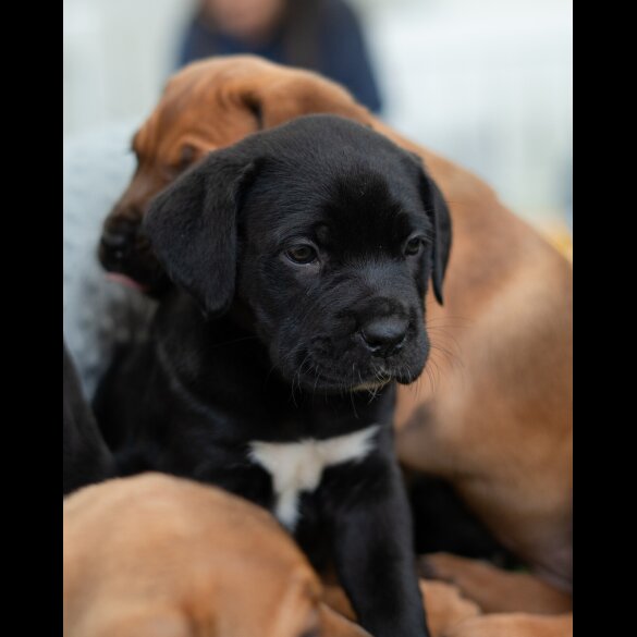 Cane Corso - Both