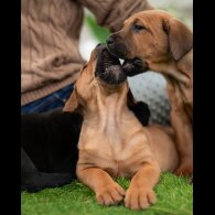 Cane Corso - Both