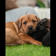 Cane Corso - Both