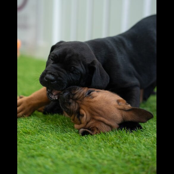 Cane Corso - Both