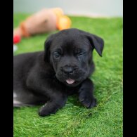 Cane Corso - Both