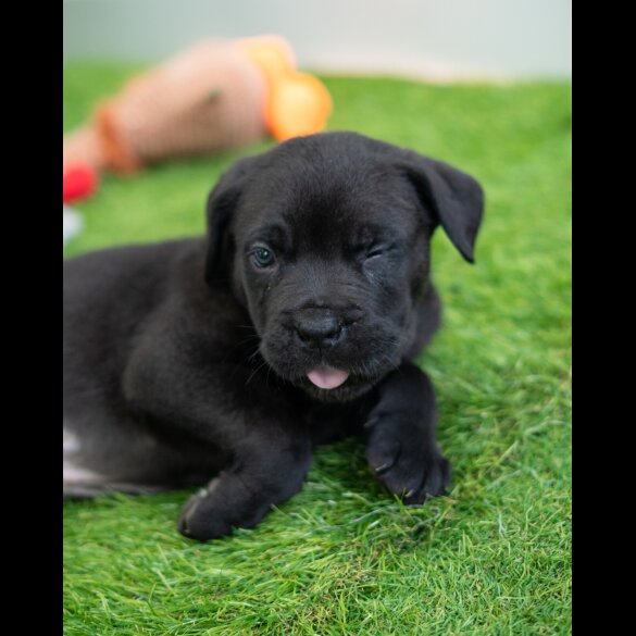 Cane Corso - Both