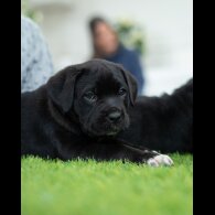 Cane Corso - Both