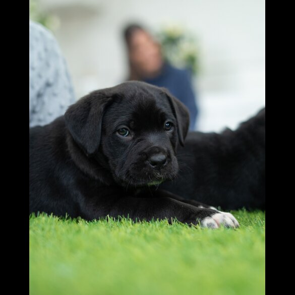 Cane Corso - Both