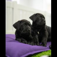 Cane Corso - Both