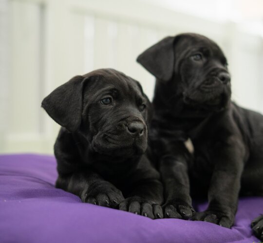 Cane Corso