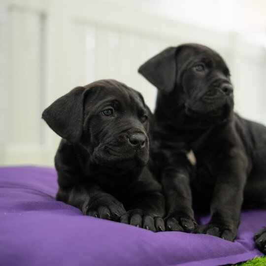 Cane Corso - Both