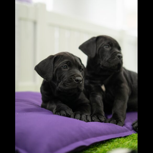 Cane Corso - Both