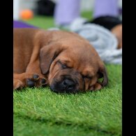 Cane Corso - Both