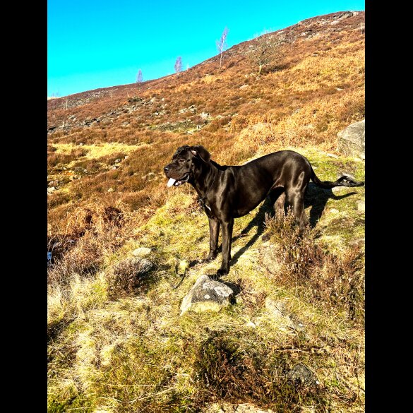 Cane Corso - Both