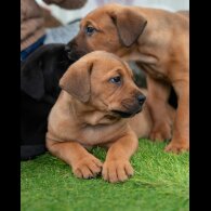 Cane Corso - Both