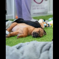 Cane Corso - Both