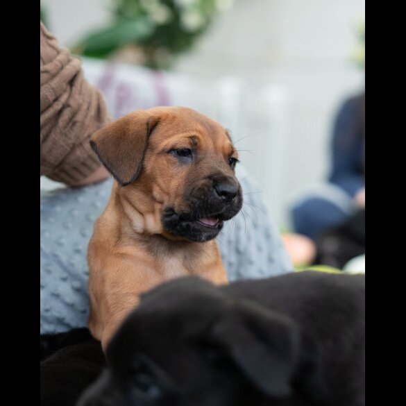 Cane Corso - Both