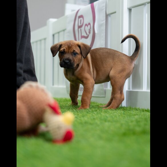 Cane Corso - Both