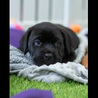 Cane Corso - Both