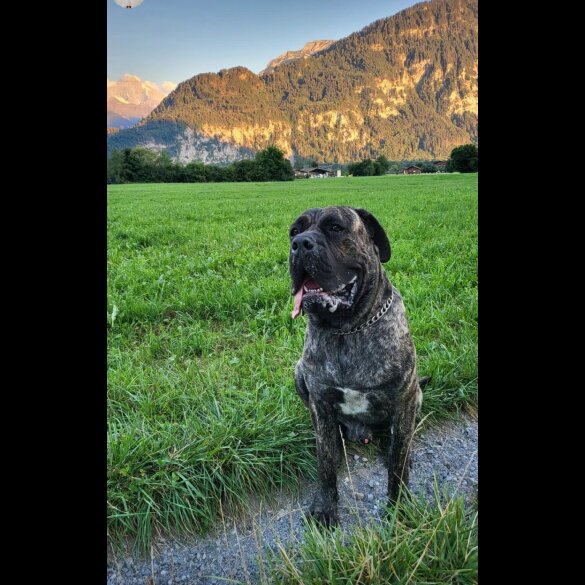 Cane Corso - Both