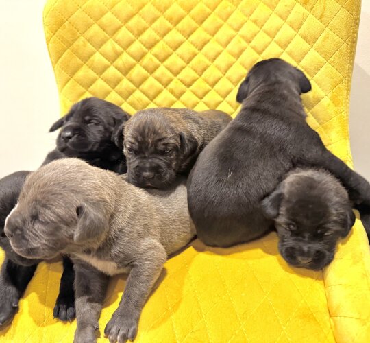 Cane Corso