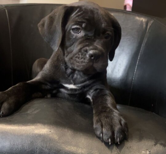 Cane Corso