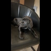 Cane Corso - Both