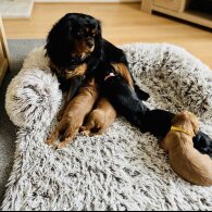 Cavalier King Charles Spaniel - Bitches