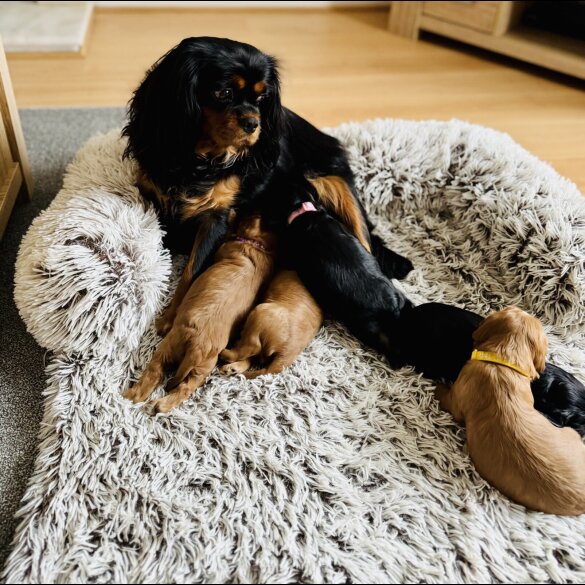 Cavalier King Charles Spaniel - Bitches