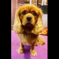 Cavalier King Charles Spaniel - Bitches