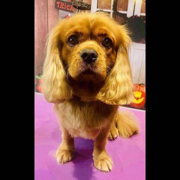 Cavalier King Charles Spaniel - Bitches