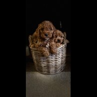 Cavapoo - Both