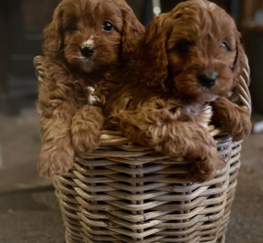 Cavapoo