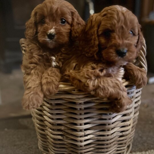 Cavapoo - Both