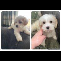 Cavapoo - Both