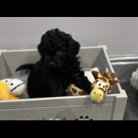 Cavapoo - Both