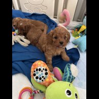 Cavapoo - Both