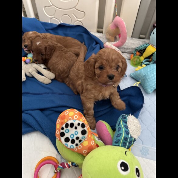 Cavapoo - Both