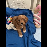 Cavapoo - Both