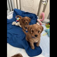 Cavapoo - Both