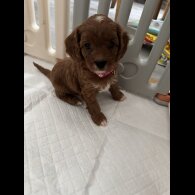 Cavapoo - Both