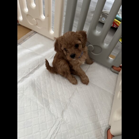 Cavapoo - Both