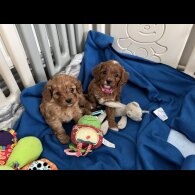 Cavapoo - Both