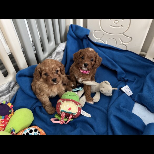 Cavapoo - Both