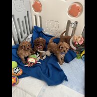 Cavapoo - Both