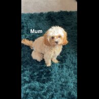 Cavapoo - Both