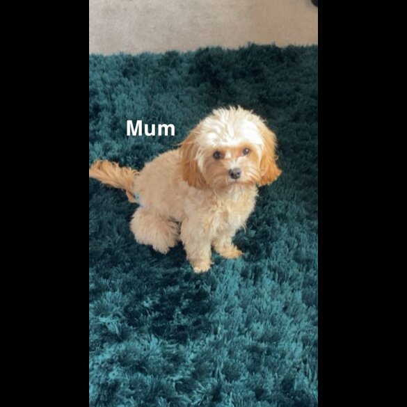 Cavapoo - Both