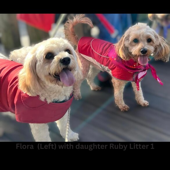 Cavapoo - Both